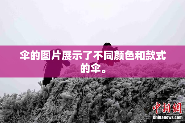 伞的图片展示了不同颜色和款式的伞。