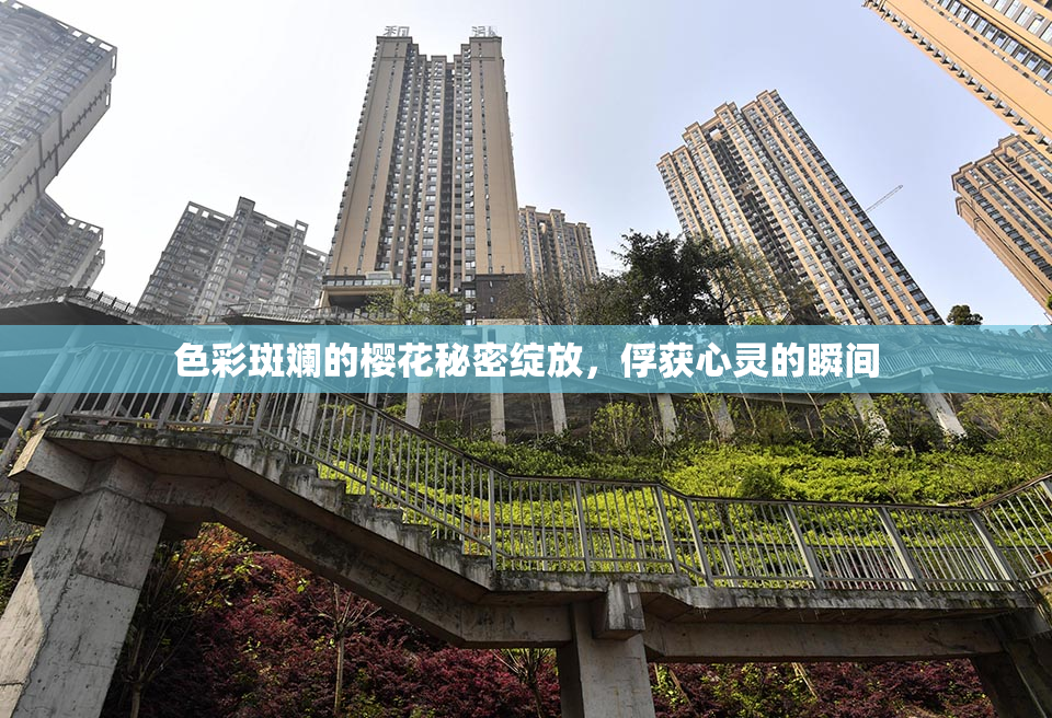 色彩斑斓的樱花秘密绽放，俘获心灵的瞬间