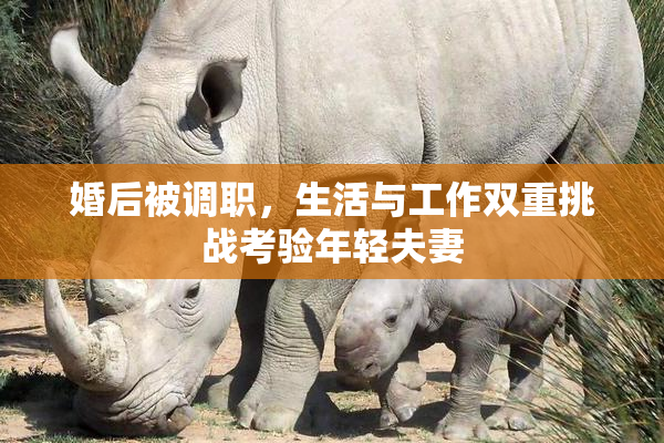 婚后被调职，生活与工作双重挑战考验年轻夫妻