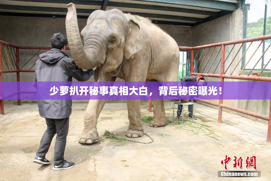 少萝扒开秘事真相大白，背后秘密曝光！