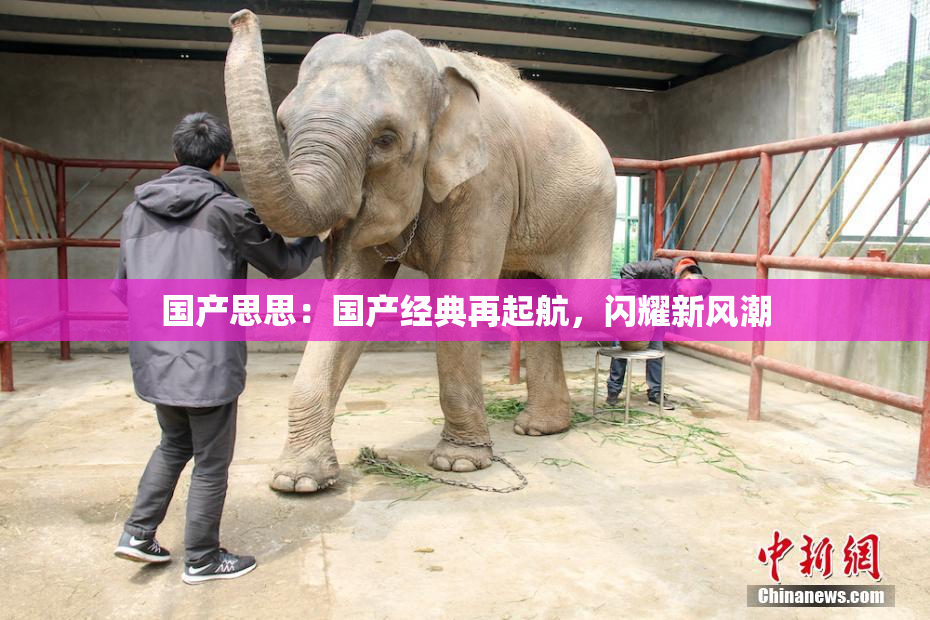国产思思：国产经典再起航，闪耀新风潮