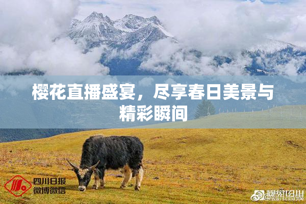 樱花直播盛宴，尽享春日美景与精彩瞬间