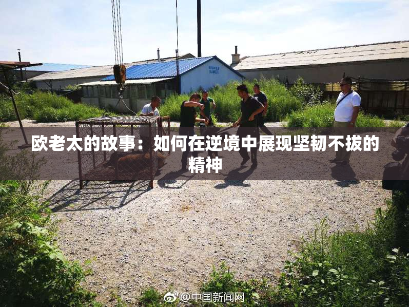 欧老太的故事：如何在逆境中展现坚韧不拔的精神