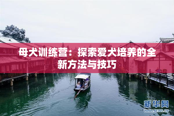 母犬训练营：探索爱犬培养的全新方法与技巧