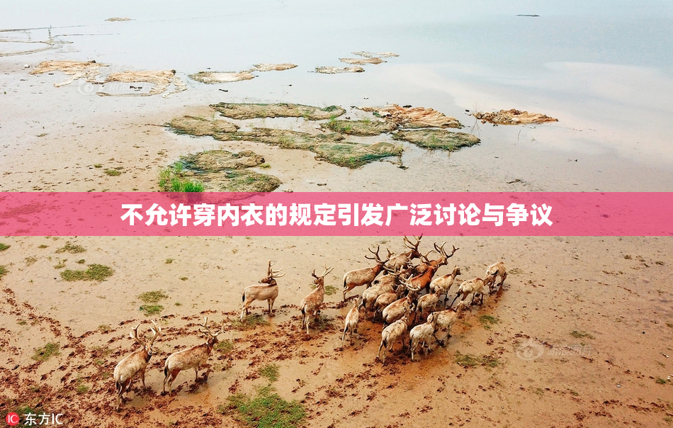 不允许穿内衣的规定引发广泛讨论与争议