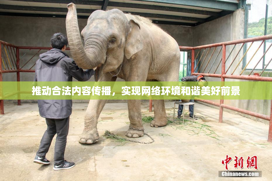 推动合法内容传播，实现网络环境和谐美好前景