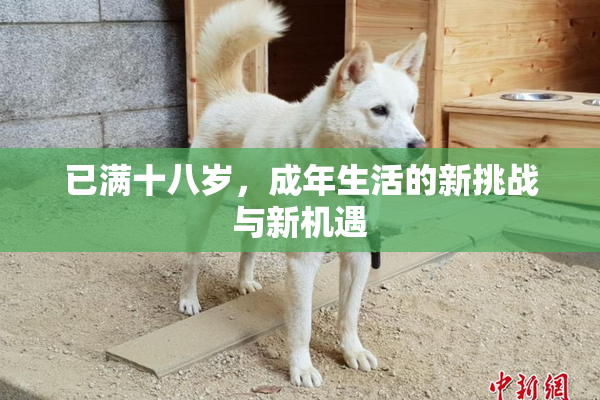 已满十八岁，成年生活的新挑战与新机遇