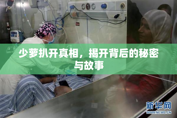 少萝扒开真相，揭开背后的秘密与故事