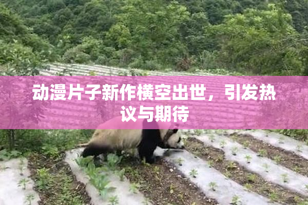 动漫片子新作横空出世，引发热议与期待