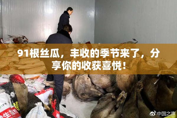91根丝瓜，丰收的季节来了，分享你的收获喜悦！