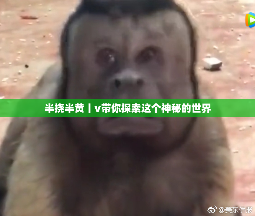 半挠半黄丨v带你探索这个神秘的世界