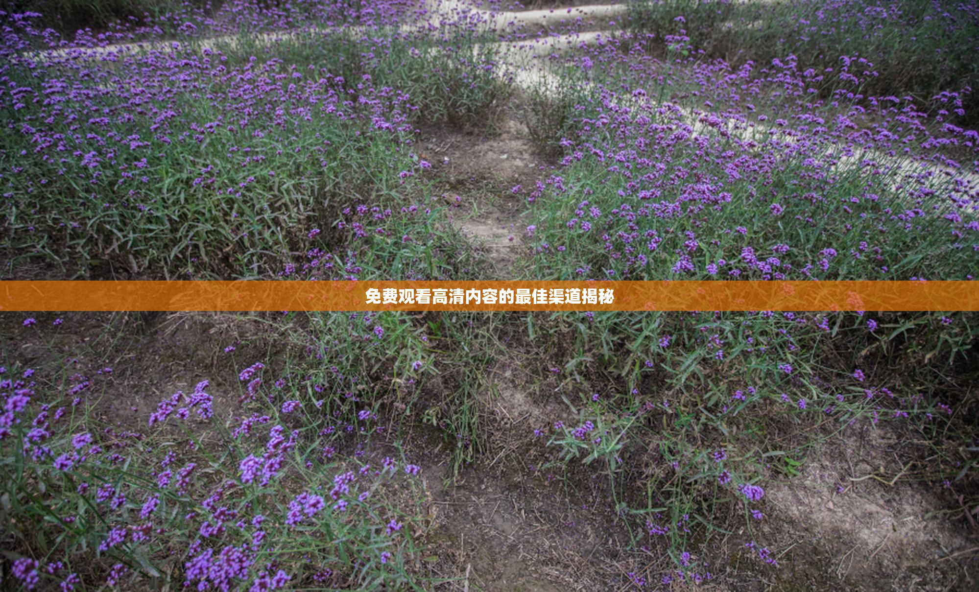 免费观看高清内容的最佳渠道揭秘