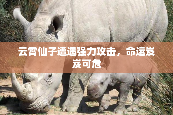 云霄仙子遭遇强力攻击，命运岌岌可危