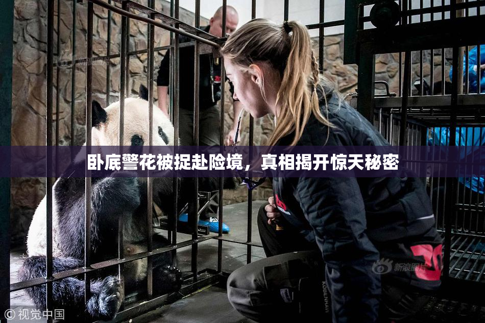 卧底警花被捉赴险境，真相揭开惊天秘密