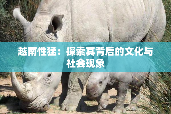 越南性猛：探索其背后的文化与社会现象