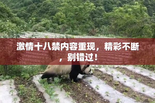 激情十八禁内容重现，精彩不断，别错过！
