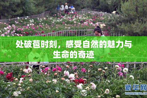 处破苞时刻，感受自然的魅力与生命的奇迹