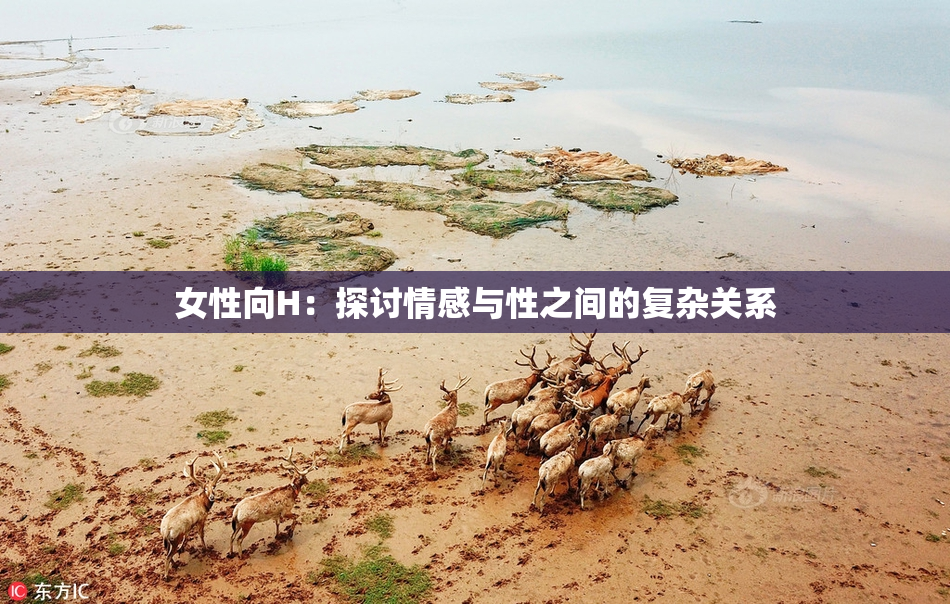 女性向H：探讨情感与性之间的复杂关系