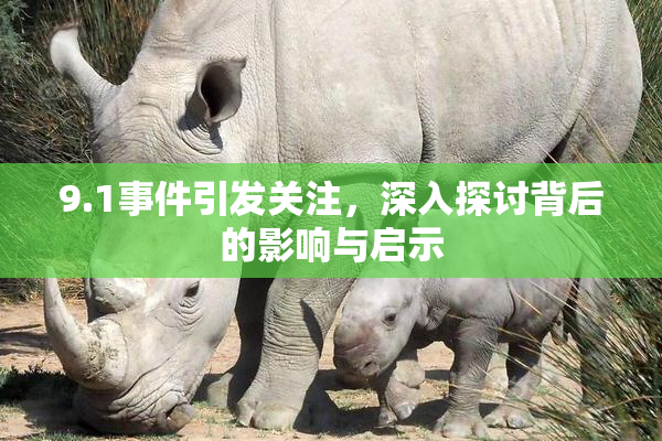 9.1事件引发关注，深入探讨背后的影响与启示