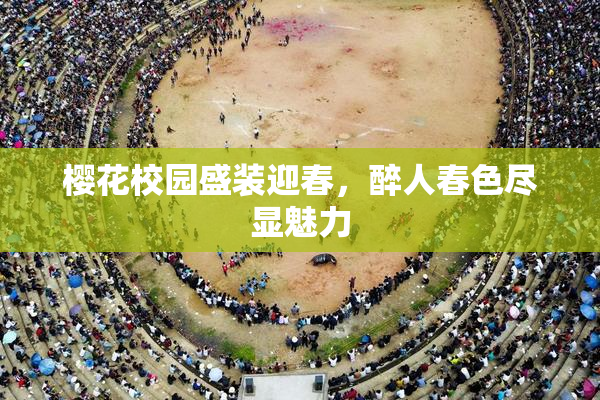 樱花校园盛装迎春，醉人春色尽显魅力