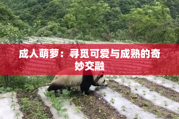 成人萌萝：寻觅可爱与成熟的奇妙交融