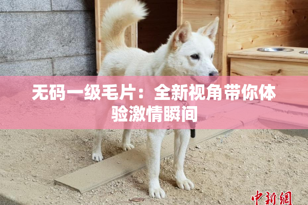无码一级毛片：全新视角带你体验激情瞬间