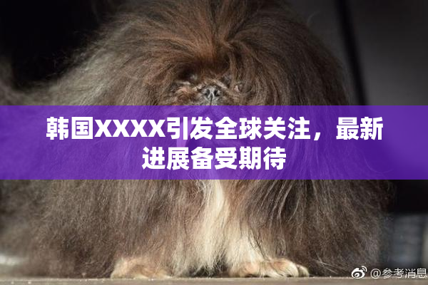韩国XXXX引发全球关注，最新进展备受期待