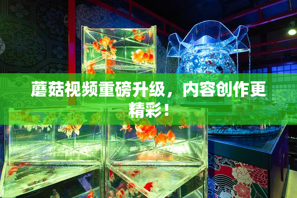 蘑菇视频重磅升级，内容创作更精彩！
