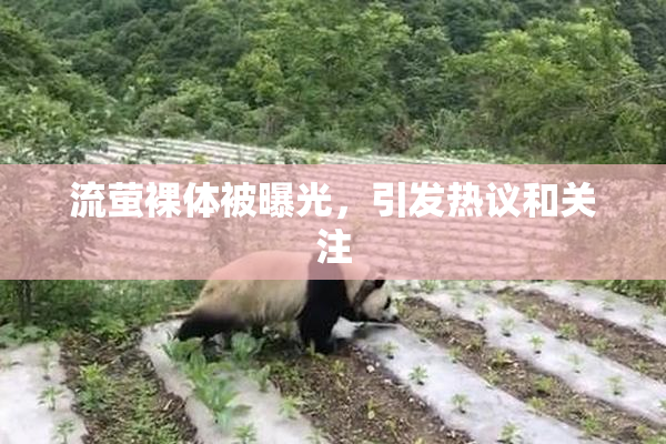 流萤裸体被曝光，引发热议和关注