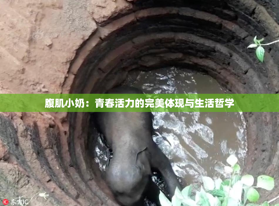 腹肌小奶：青春活力的完美体现与生活哲学