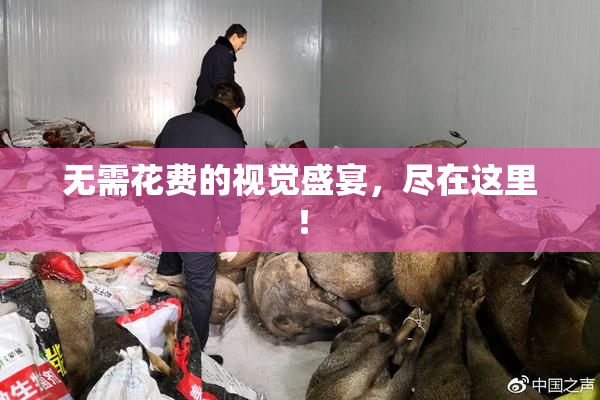 无需花费的视觉盛宴，尽在这里！