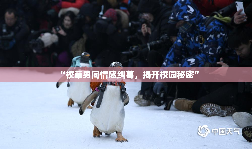 “校草男同情感纠葛，揭开校园秘密”