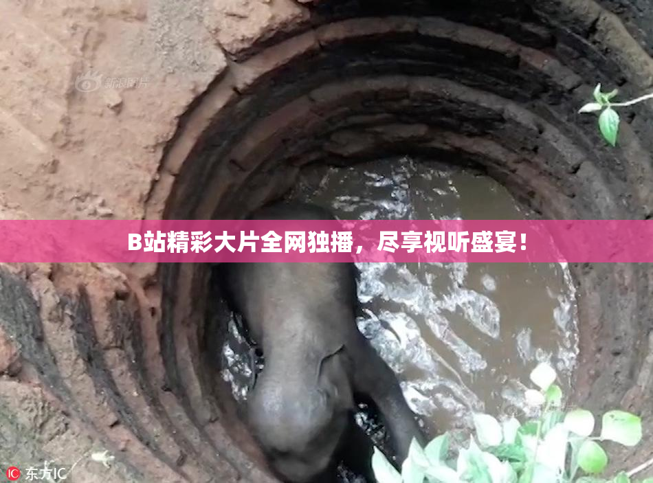 B站精彩大片全网独播，尽享视听盛宴！