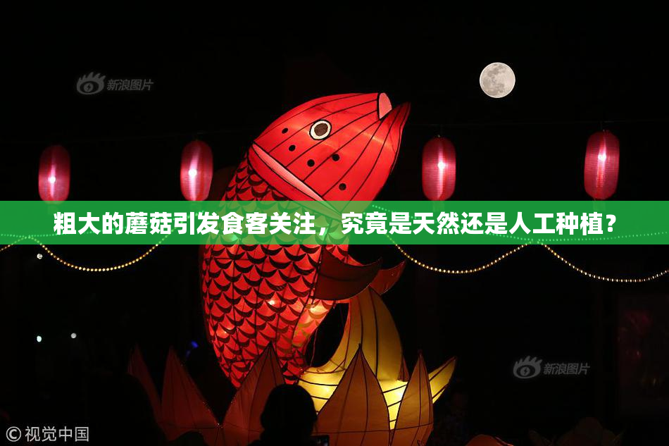 粗大的蘑菇引发食客关注，究竟是天然还是人工种植？