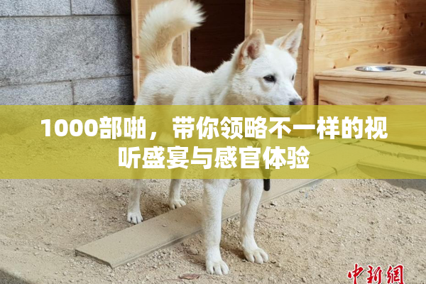 1000部啪，带你领略不一样的视听盛宴与感官体验