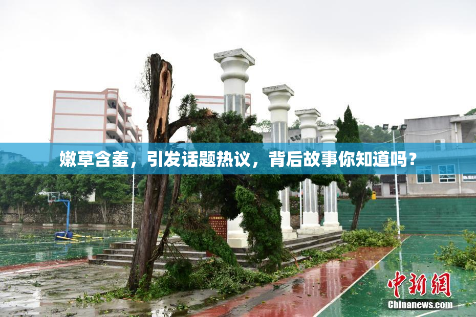 嫩草含羞，引发话题热议，背后故事你知道吗？