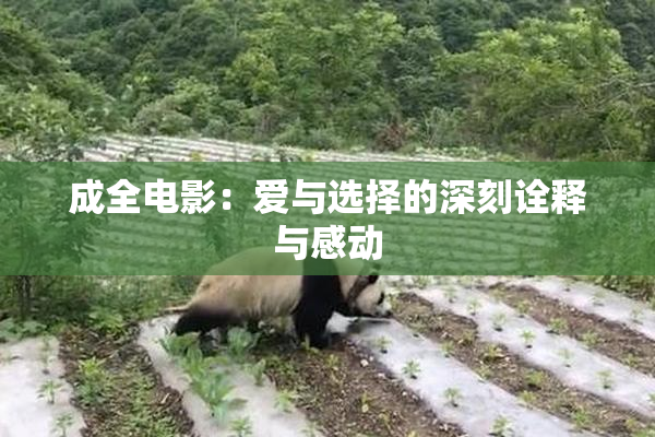 成全电影：爱与选择的深刻诠释与感动