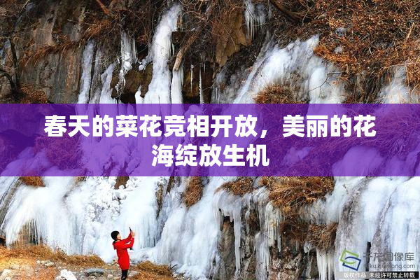 春天的菜花竞相开放，美丽的花海绽放生机