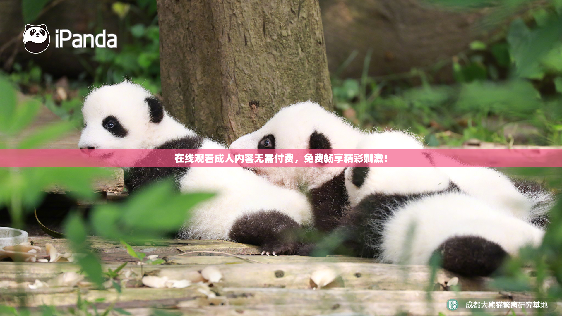 在线观看成人内容无需付费，免费畅享精彩刺激！
