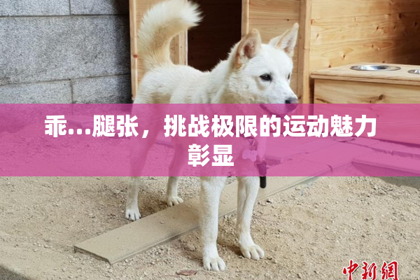 乖…腿张，挑战极限的运动魅力彰显
