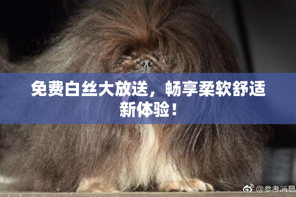免费白丝大放送，畅享柔软舒适新体验！
