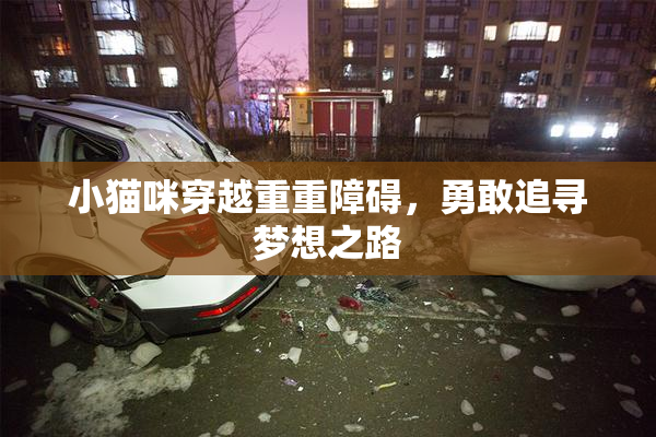 小猫咪穿越重重障碍，勇敢追寻梦想之路