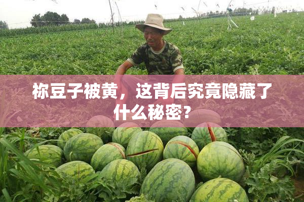 祢豆子被黄，这背后究竟隐藏了什么秘密？
