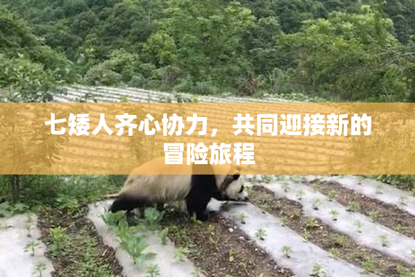 七矮人齐心协力，共同迎接新的冒险旅程