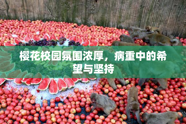 樱花校园氛围浓厚，病重中的希望与坚持