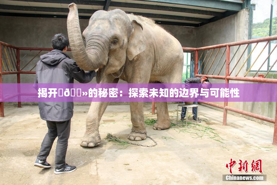 揭开‌🐻的秘密：探索未知的边界与可能性