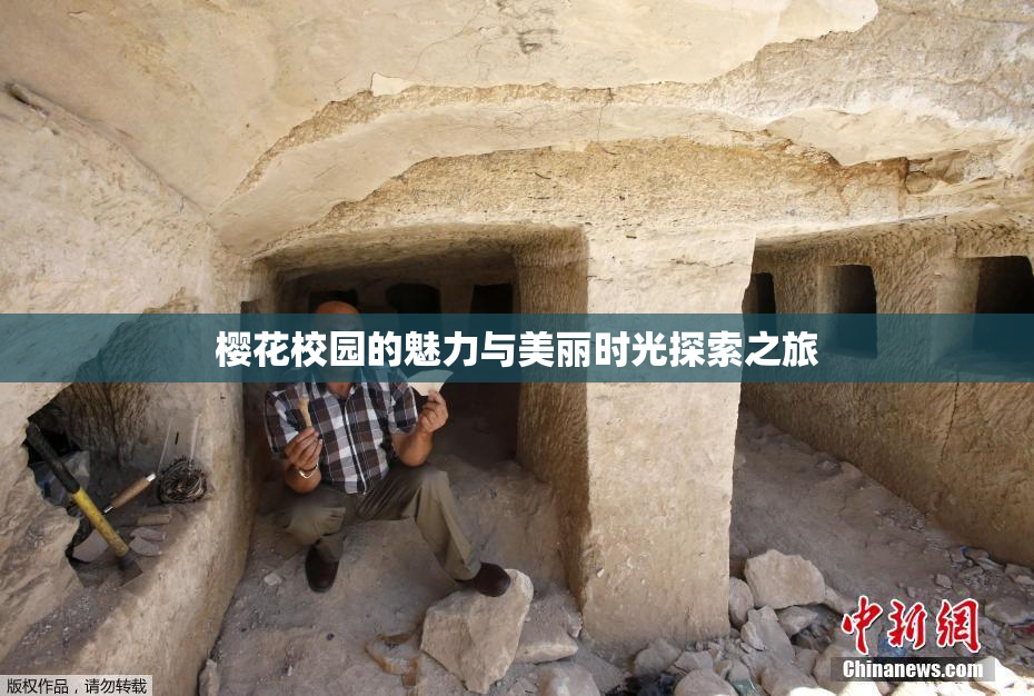 樱花校园的魅力与美丽时光探索之旅