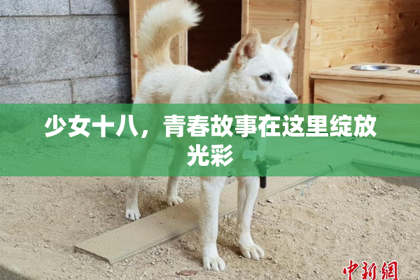 少女十八，青春故事在这里绽放光彩