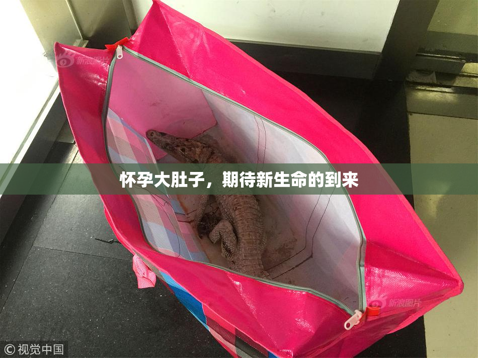 怀孕大肚子，期待新生命的到来