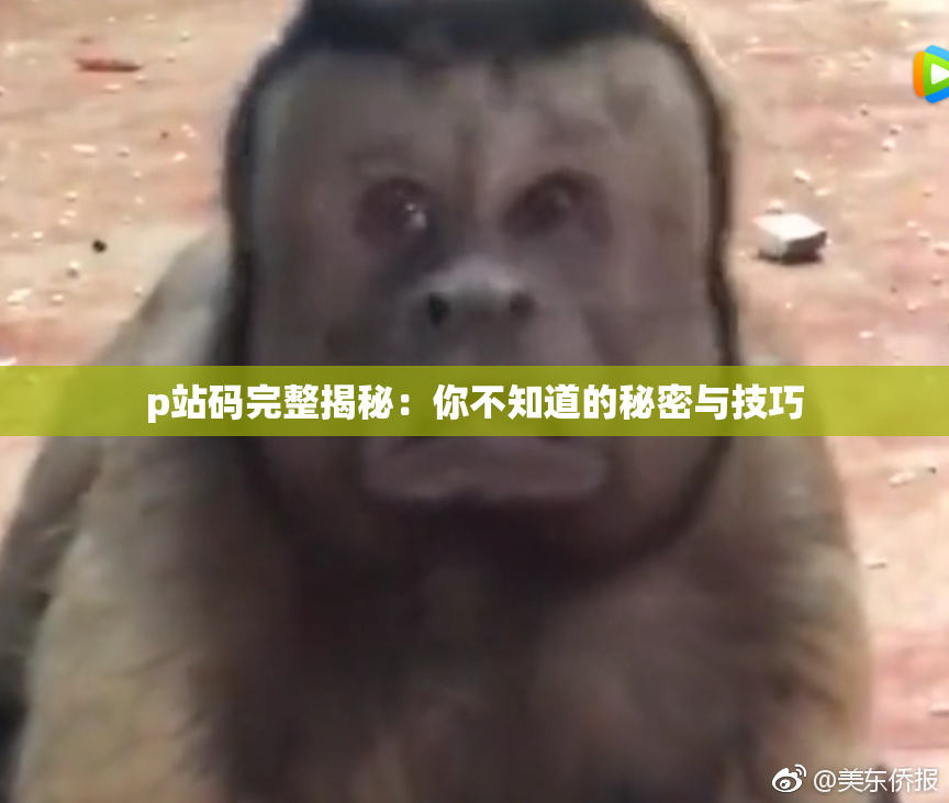 p站码完整揭秘：你不知道的秘密与技巧